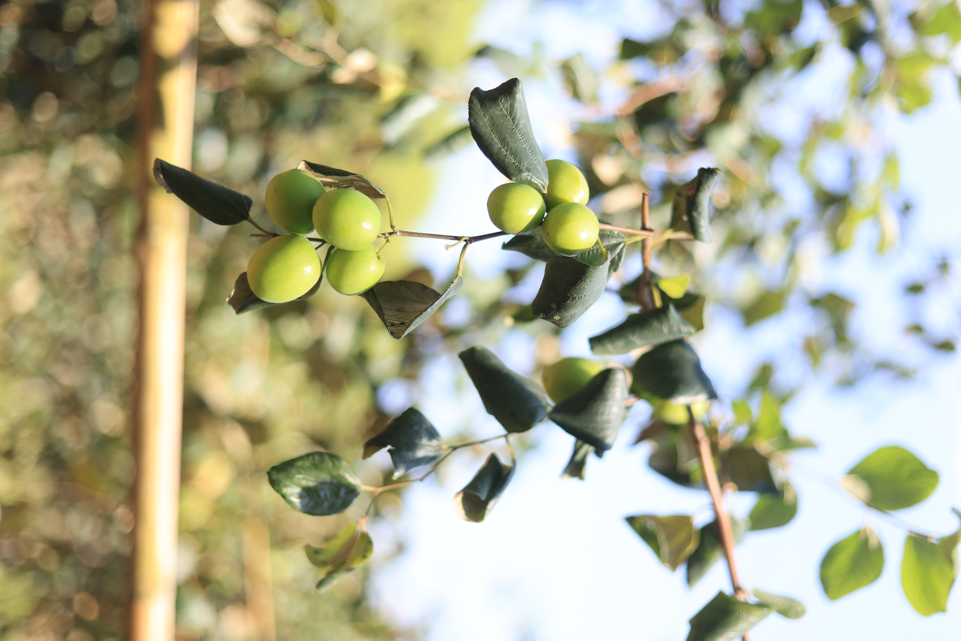 title - เลขาธิการ ส.ป.ก. และคณะ ตรวจเยี่ยมกลุ่มปลูกพุทรา บ้านท่าดีหมี หมู่ที่ 4 ต.ปากตม อ.เชียงคาน จ.เลย